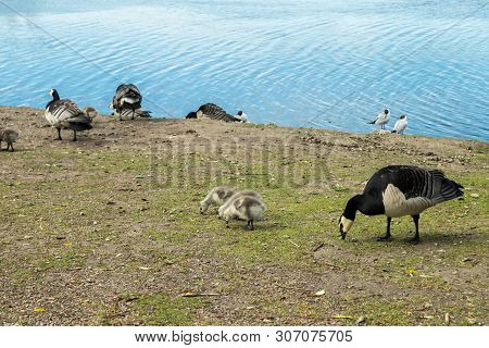 Barnacle Gooses And Goslings Walking On A Park Embankment In Center Of Helsinki, Finland