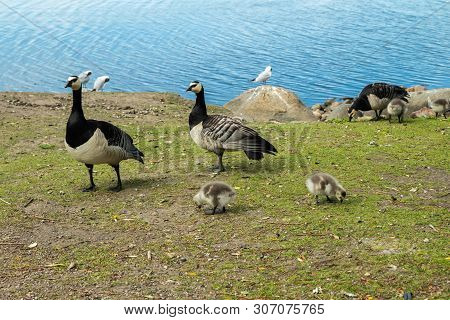 Barnacle Gooses And Goslings Walking On A Park Embankment In Center Of Helsinki, Finland