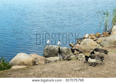 Barnacle Gooses And Goslings Walking On A Park Embankment In Center Of Helsinki, Finland