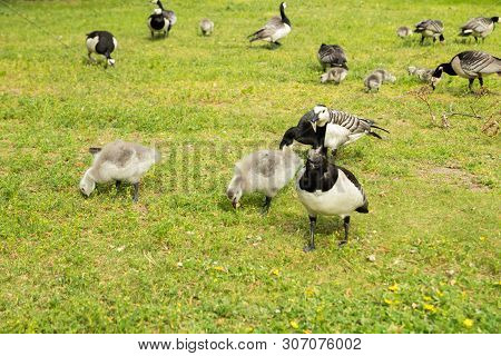 Barnacle Gooses And Goslings Walking On A Park Embankment In Center Of Helsinki, Finland