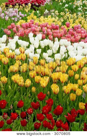 Tulipán zahrada