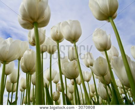 Bílé tulipány