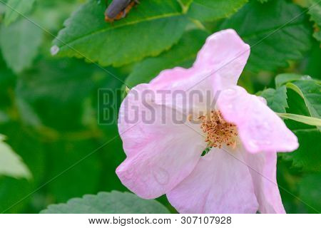 Closeup Of Pink Dogrose Or Briar Flower With Soft Focus. Macro View Of Flowering Rose Hips Of Briar 