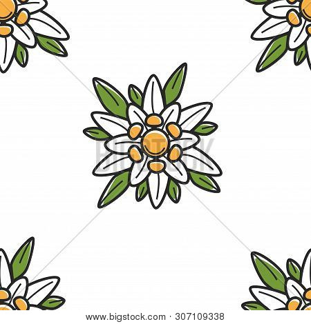 Edelweiss Wild Flower Austrian Symbol Seamless Pattern