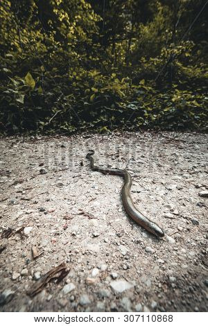 Anguis Fragilis In The Nature Reserve In Austria On The Ground