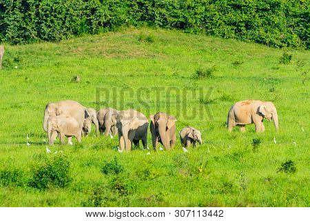 Group Of Wild Elephants Eating Grass In The Meadow Of Kuiburi, National Park Of Thailand
