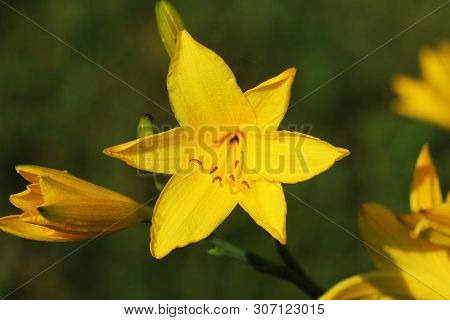 Branch Of Flower Hemerocallis Lilioasphodelus Also Called Lemon Lily, Yellow Daylily