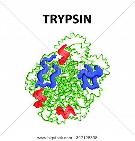 Trypsin Molecular Chemical Formula. Enzyme Of The Pancreas. Infographics. Illustration On Isolated B