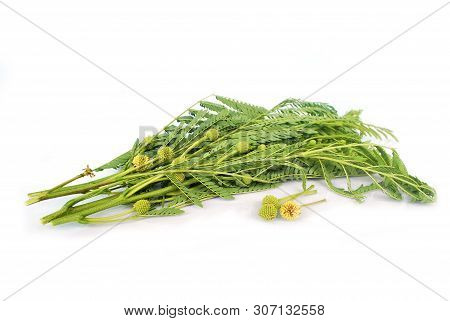 Lead Tree Thai Is An Agricultural Medicine Extract.