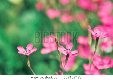Pink Little Flowers Of Garden Carnation Plant. Lanshaft Design.