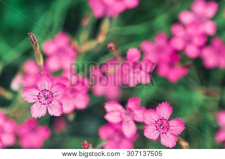 Pink Little Flowers Of Garden Carnation Plant. Lanshaft Design.