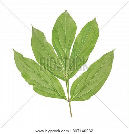 Green Leaf Of Peony Isolated On White Background