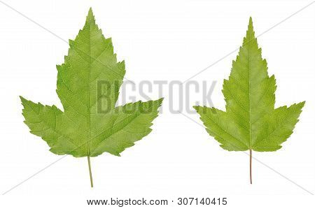 Acer Ginnala Or Amur Maple Leaves Isolated On White Background