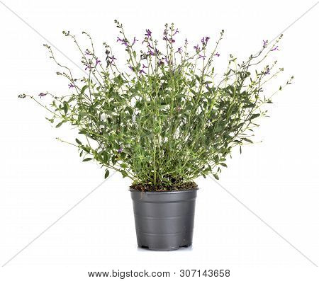Salvia Microphylla In Front Of White Background