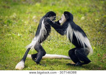 Two Mantled Guereza Monkeys, Also Called Colobus Guereza, Fighting In Grass