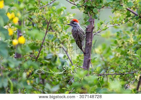 Local Kenyan Birds In Colorful Colors Sit On The Branches Of A Tree