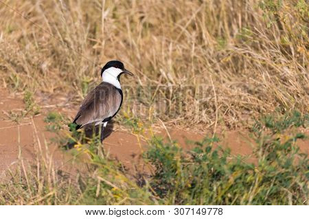 Local Kenyan Birds In Colorful Colors Sit On The Branches Of A Tree