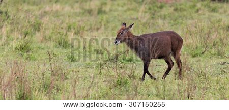 One Waterbuck Walks In The Grass Through The Kenyan Countryside