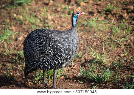 Native Birds With Spotted Plumage In The Kenyan Savannah