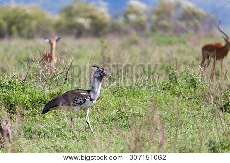 Local Kenyan Birds In Colorful Colors Sit On The Branches Of A Tree
