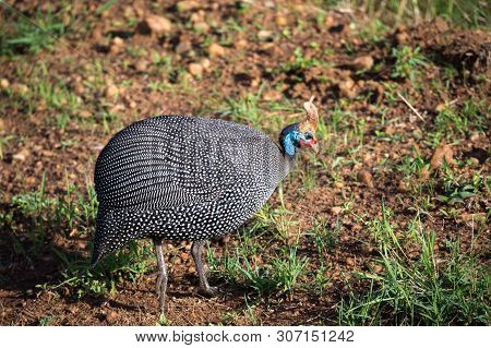 Native Birds With Spotted Plumage In The Kenyan Savannah