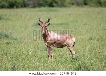 A Hartebeest In The Savannah Of Kenya