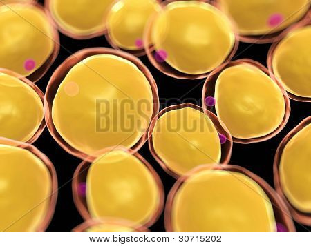 komórki tłuszczowe