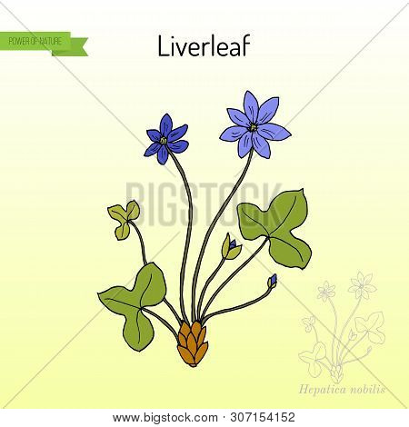 Liverleaf Hepatica Nobilis , Medicinal Plant. Hand Drawn Botanical Vector Illustration