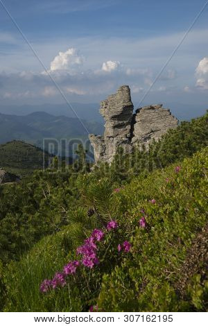 Wonderful Rocks In The Middle Of Composition. Pink Flowers - Rhododendrons In The Foreground. Summer