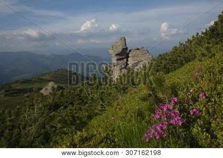Wonderful Rocks In The Middle Of Composition. Red Flowers - Rhododendrons In The Foreground. Summer 
