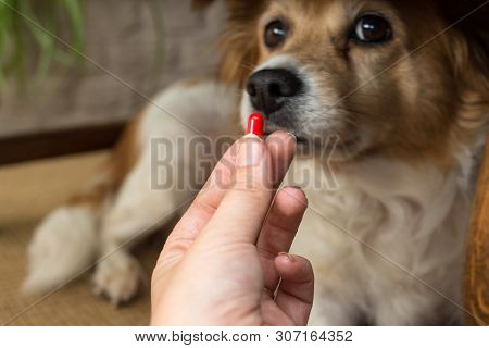 Woman Hand Holding Pills And Close-up Medicine And Medications That Are Important In Dogs. Blurred B