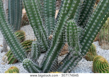 Green Cactus Plant, Natural Texture Background Concept, Copy Space
