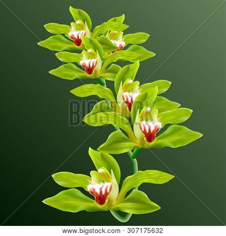 Green Orchid Flowers In Branch Isolated On Background. 3d Ralistic Illustration For Poster, Card, In