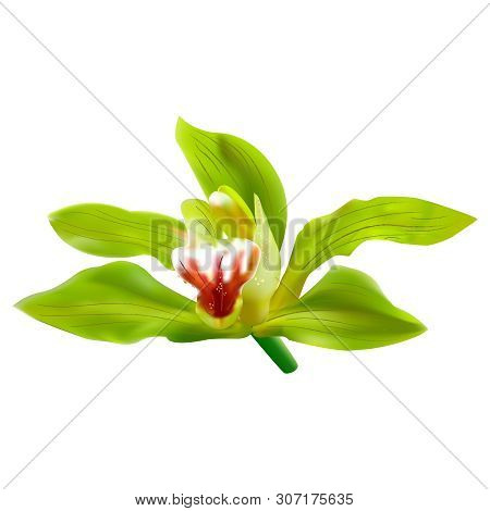 Green Orchid Flower On White Background. 3d Ralistic Illustration.