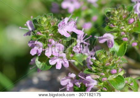 Thymus Serpyllum Blooms In The Garden, Close-up