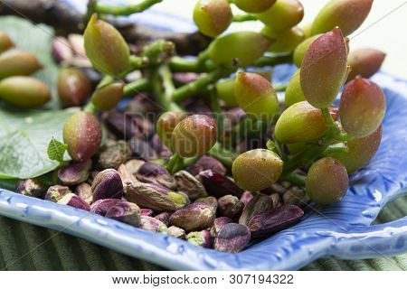 Emerald Green Pistachios Nuts And Pistachio Tree Branch From Bronte, Located On Slopes Of Mt. Etna, 
