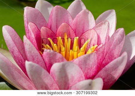 Clseup Picture Of The Pink Beauty, Fabiola