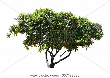 Leaves Tree Branch Leelawadee Isolated On White Background For Graphic. With Clipping Path