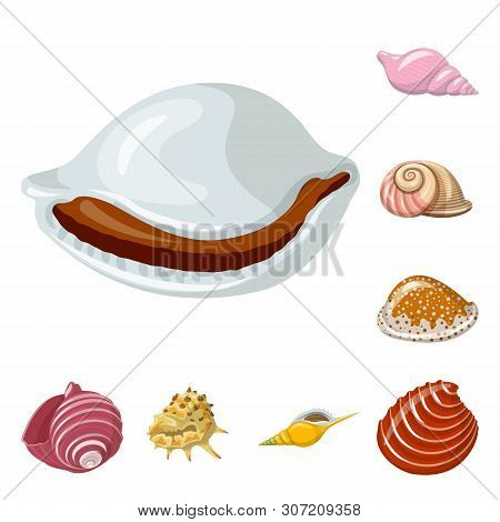 Vector Design Of Seashell And Mollusk Icon. Set Of Seashell And Seafood Vector Icon For Stock.
