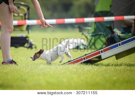 Dog Jack Russel In Agility Balance Beam.  Amazing Day On Czech Agility Competition. They Are Middle 