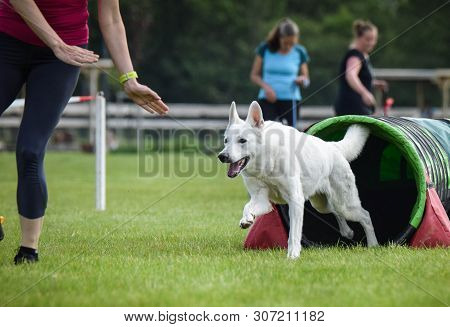Dog White Swiss Shepherd In Agility Tunel. Amazing Day On Czech Agility Competition. They Are Middle