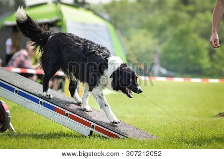 Dog Border Collie In Agility Balance Beam.  Amazing Day On Czech Agility Competition. They Are Middl