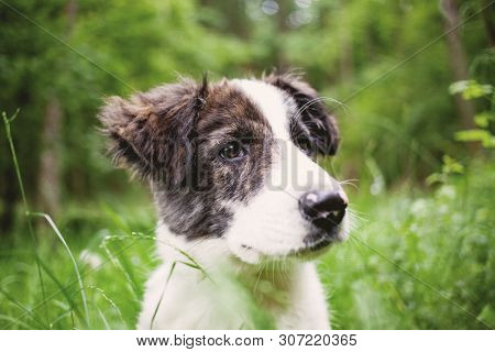 cute shepherd dog puppy on green meadow 