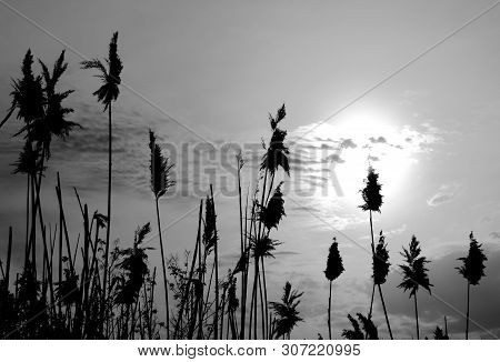 Black Silhouette Fluffy Reeds On Evening Sky In Grey Tones. Abstract Black-and-white Depressive Back