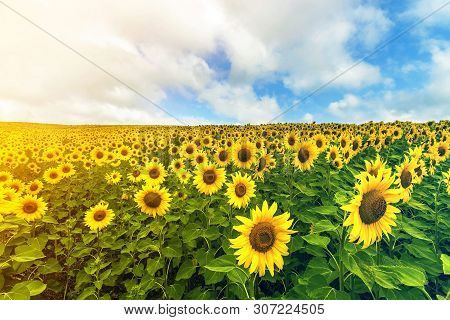 Field Of Blooming Sunflowers In Summer Sunny Day Under Blue Clear Sky With White Puffy Clouds. Rich 