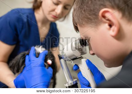 Veterinary, Ophthalmologists Examine The Injured Eye Of A Dog With A Slit Lamp In A Veterinary Clini
