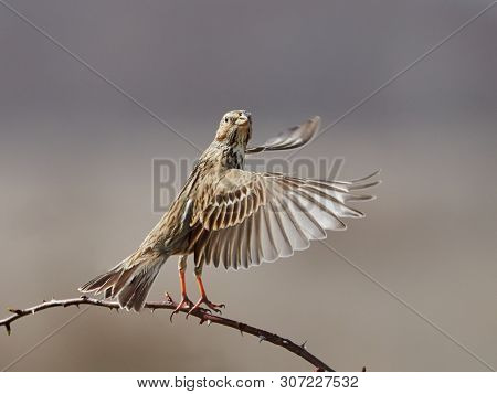 Ortolan Bunting (Emberiza hortulana) in natural habitat
