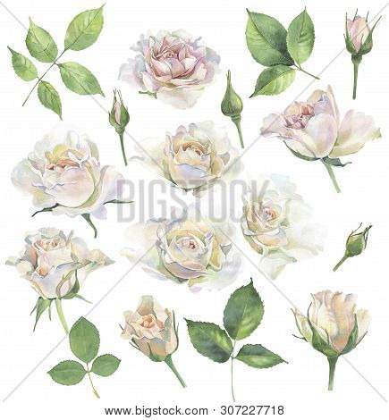 A Set Of Roses For Congratulations And Invitations On A White Background
