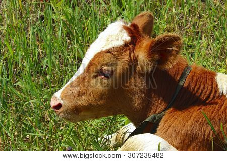 Cropped Shot Of A Cute Calf.  Cow`s Cube. Animals, Domestic, Farm Concept.