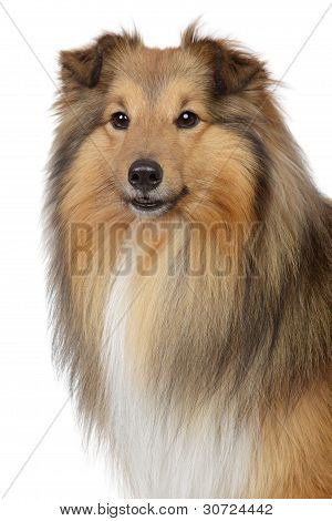 Shetland Sheepdog su sfondo bianco